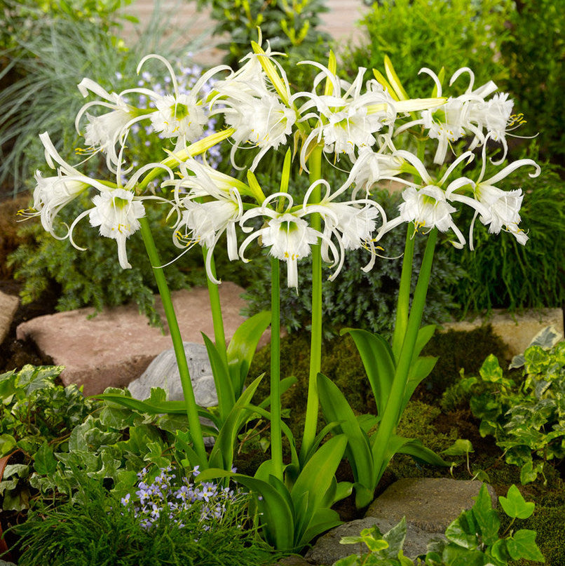 Ismène Festalis