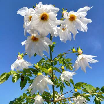 Dahlia Imperialis Blanc