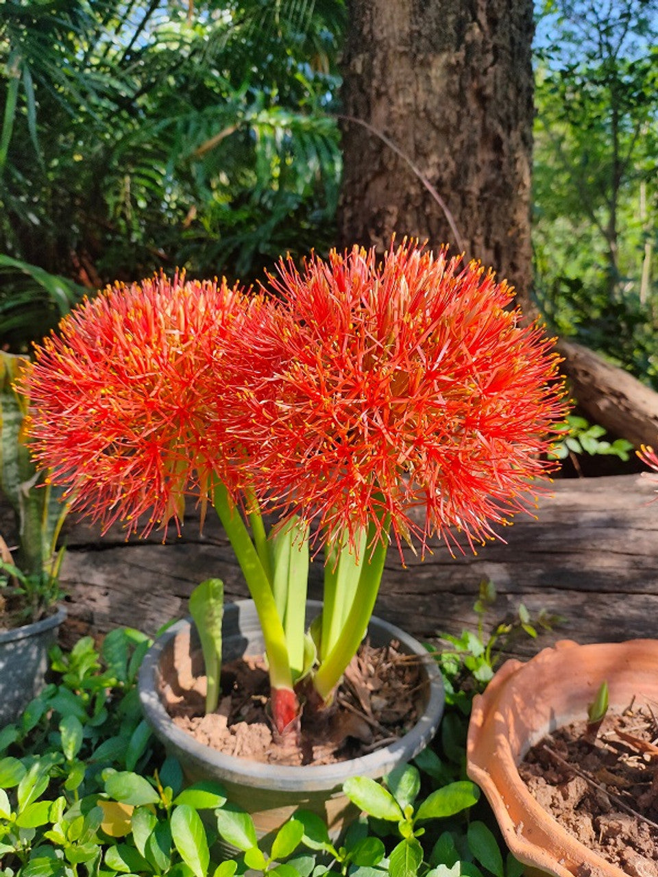 Scadoxus Rouge