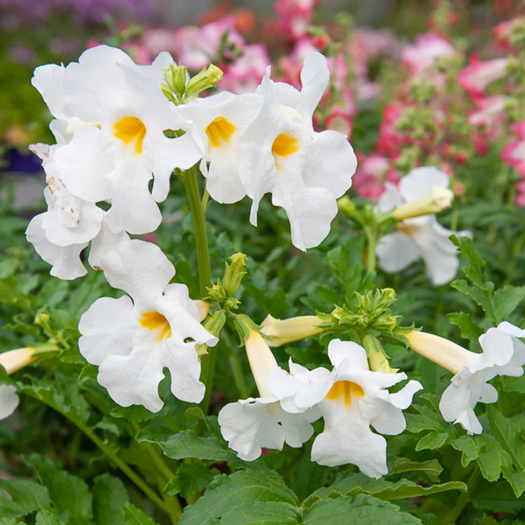 Incarvillea Snowtop