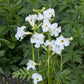 Incarvillea Blanc