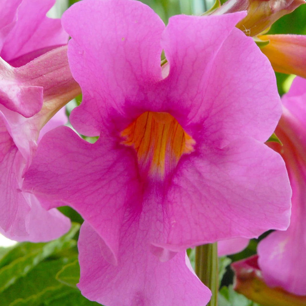 Incarvillea Delavayi