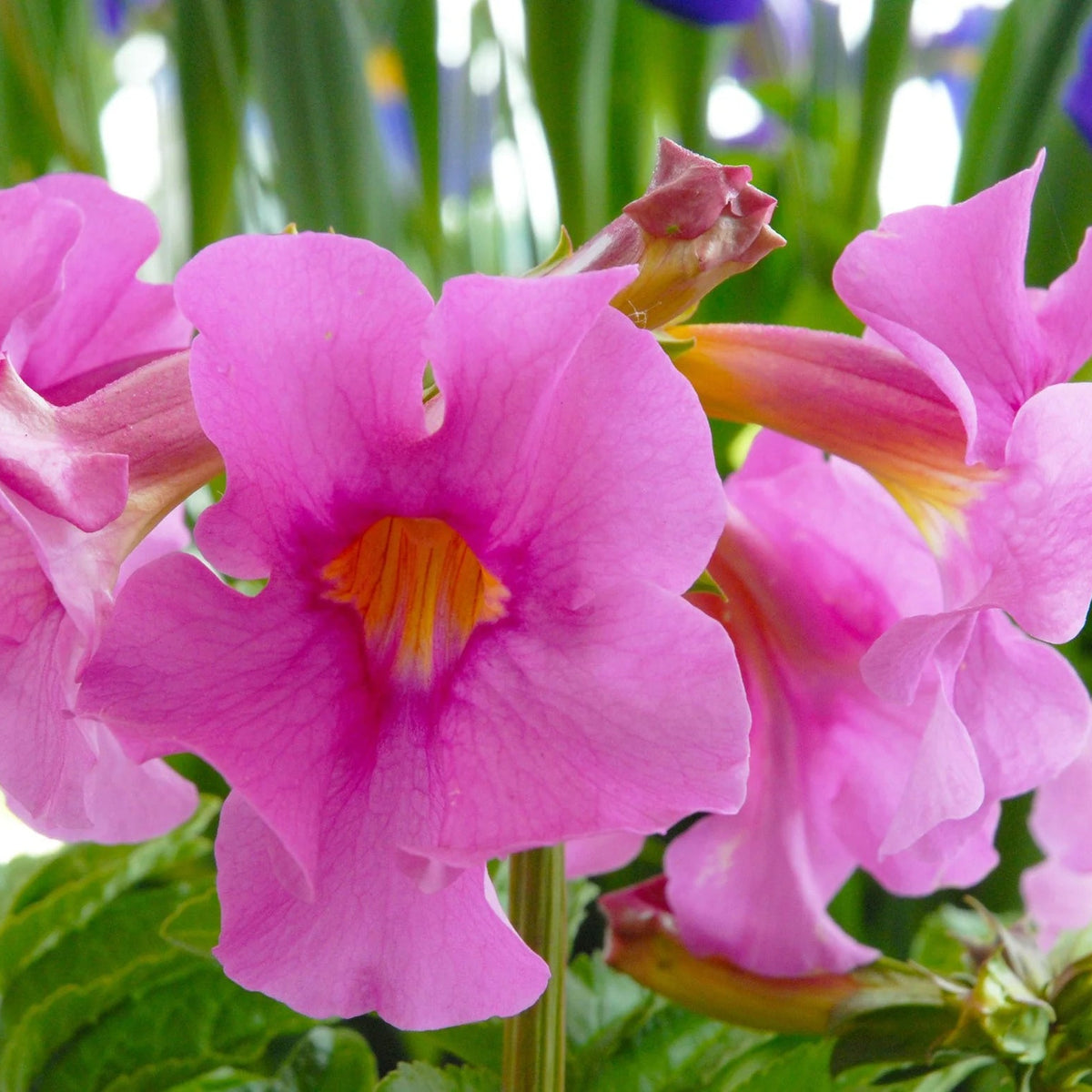 Incarvillea Delavayi