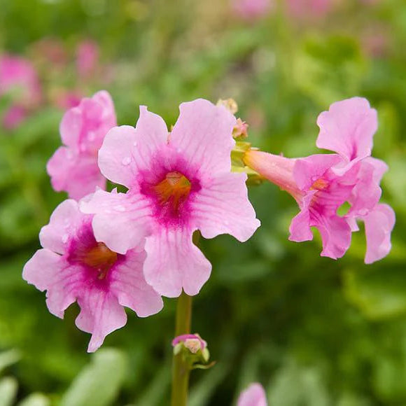 Incarvillea Delavayi