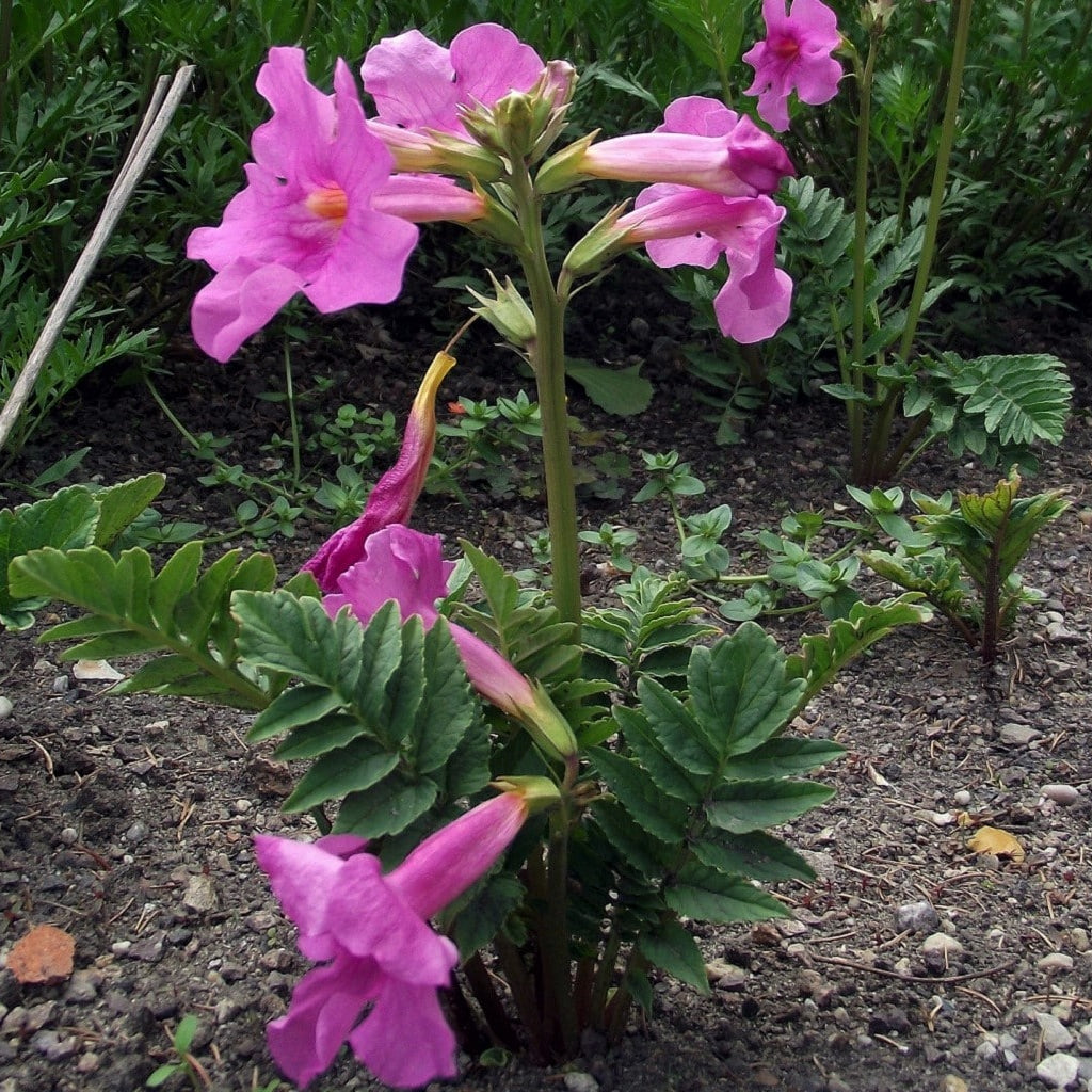 Incarvillea Delavayi