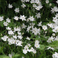 Ipheion uniflorum​
