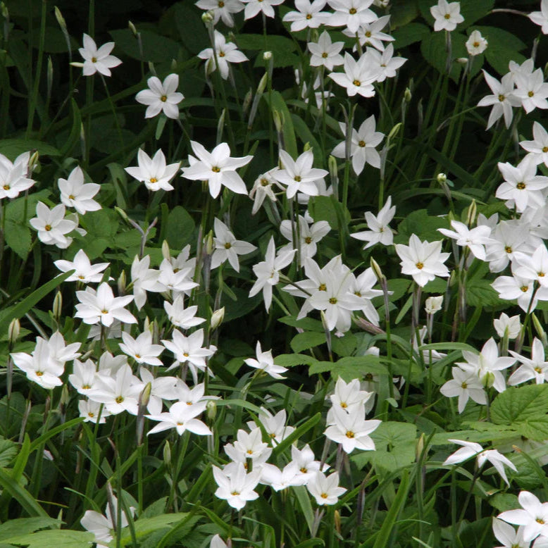 Ipheion uniflorum​