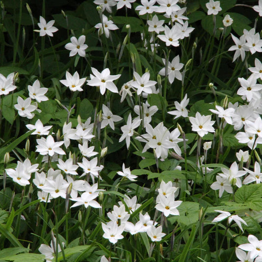 Ipheion uniflorum​