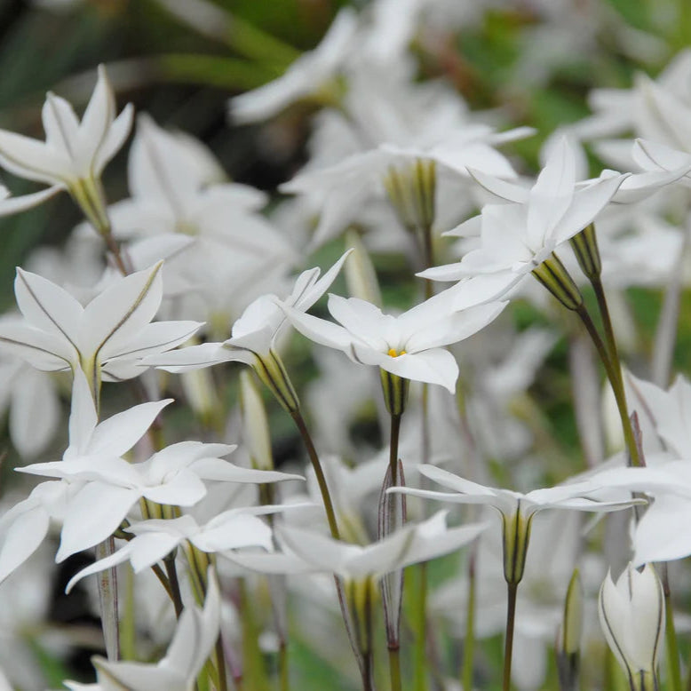 Ipheion uniflorum​