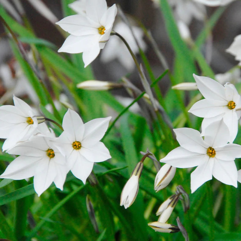 Ipheion uniflorum​