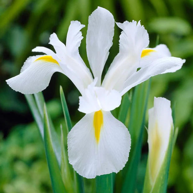 Iris blanc