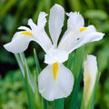 Iris blanc