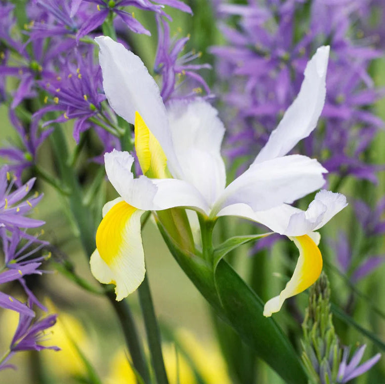 Iris blanc