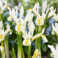 Iris blanc