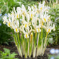 Iris blanc
