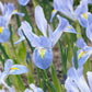 Iris bleu