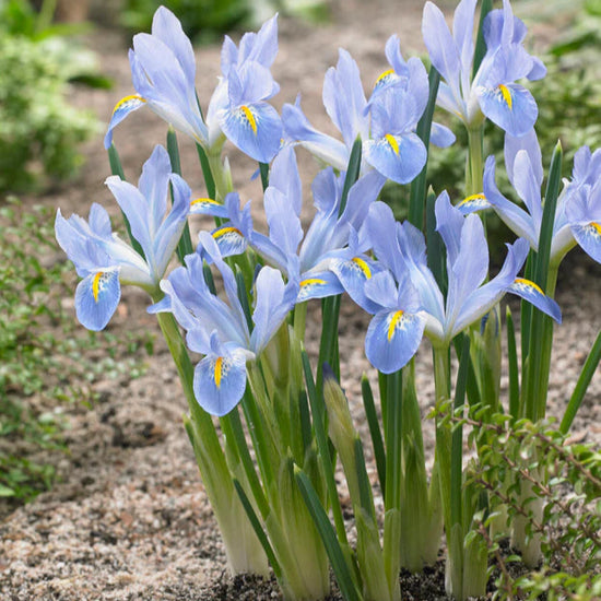 Iris bleu