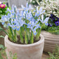 Iris bleu