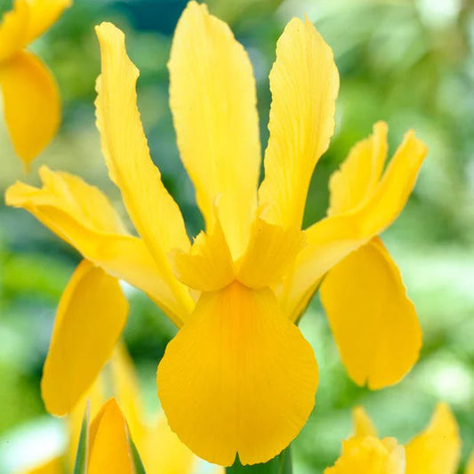 Iris jaune