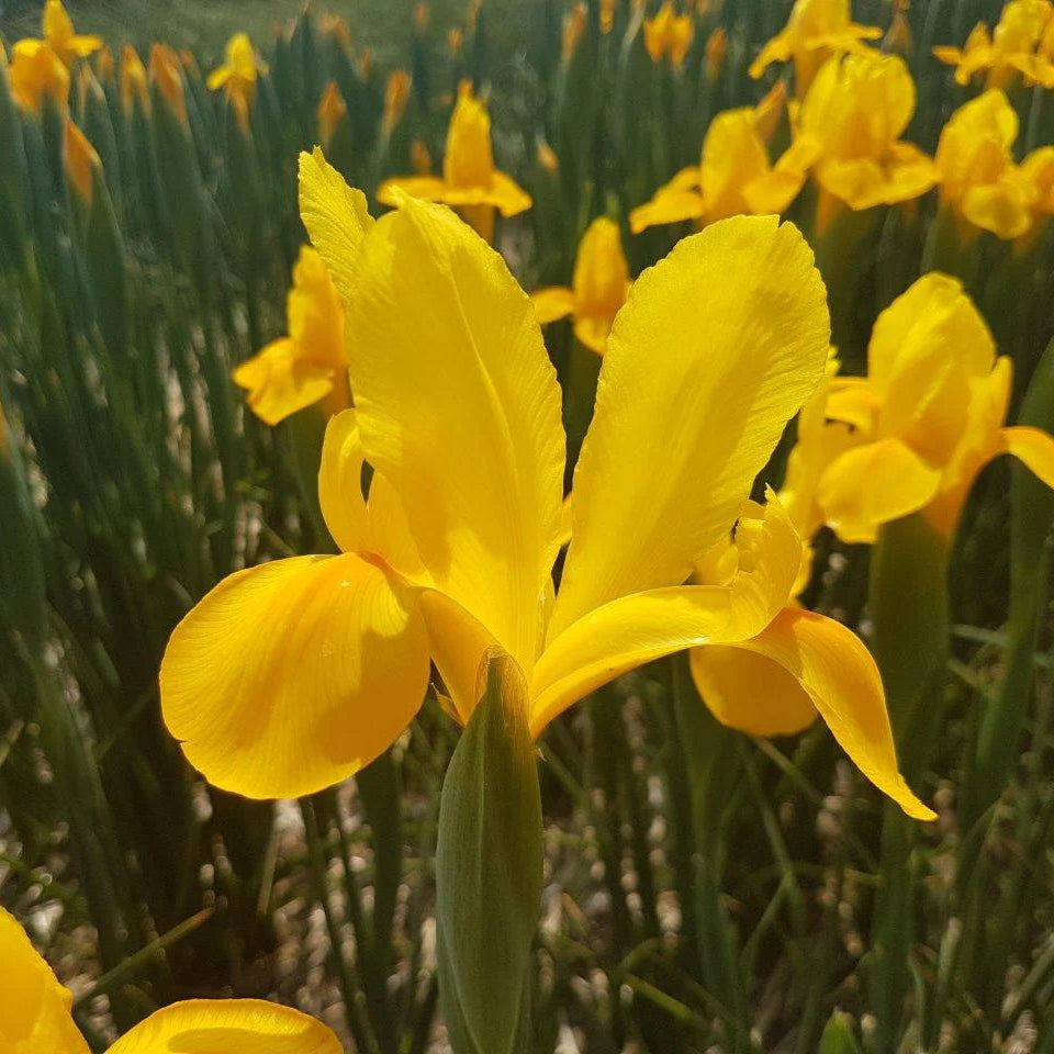 Iris jaune