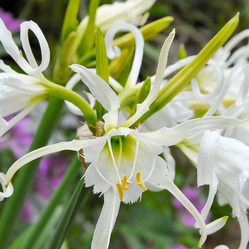 Ismène Festalis