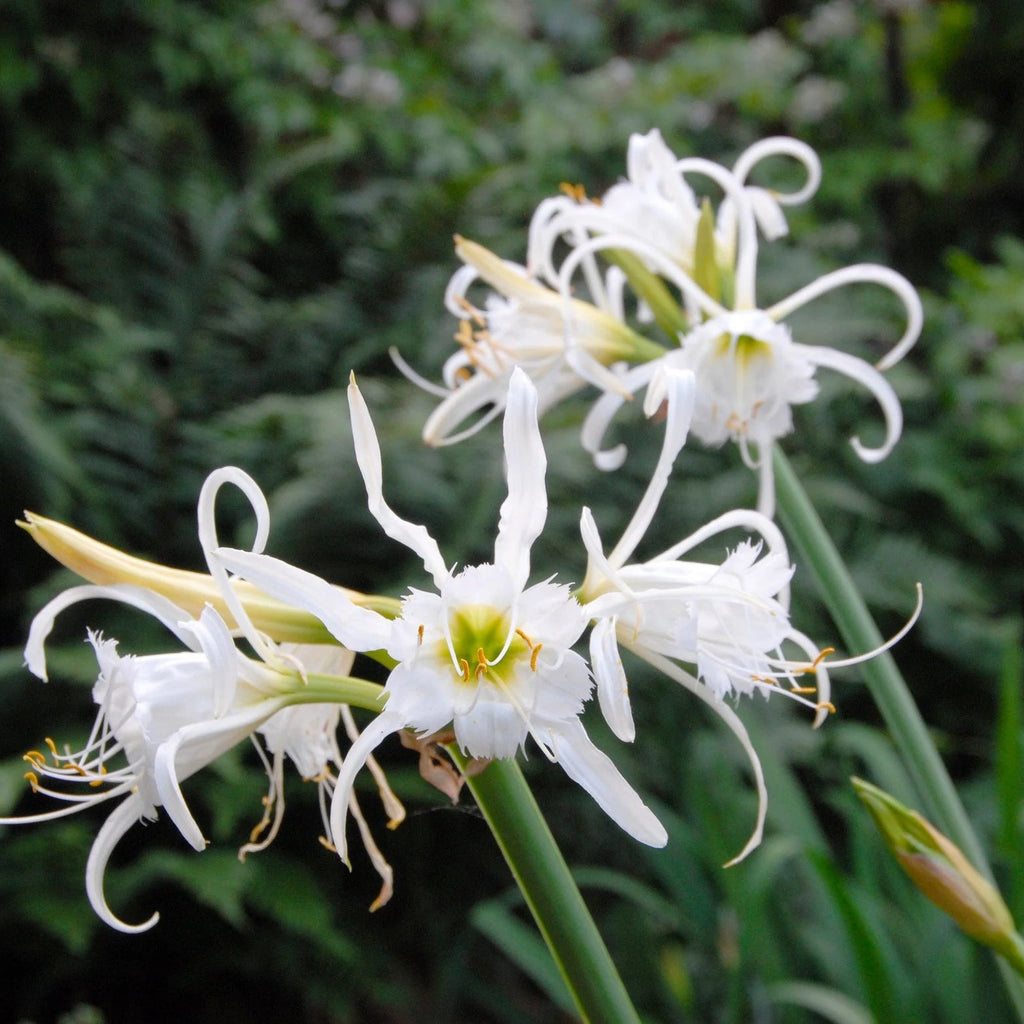 Ismène Festalis