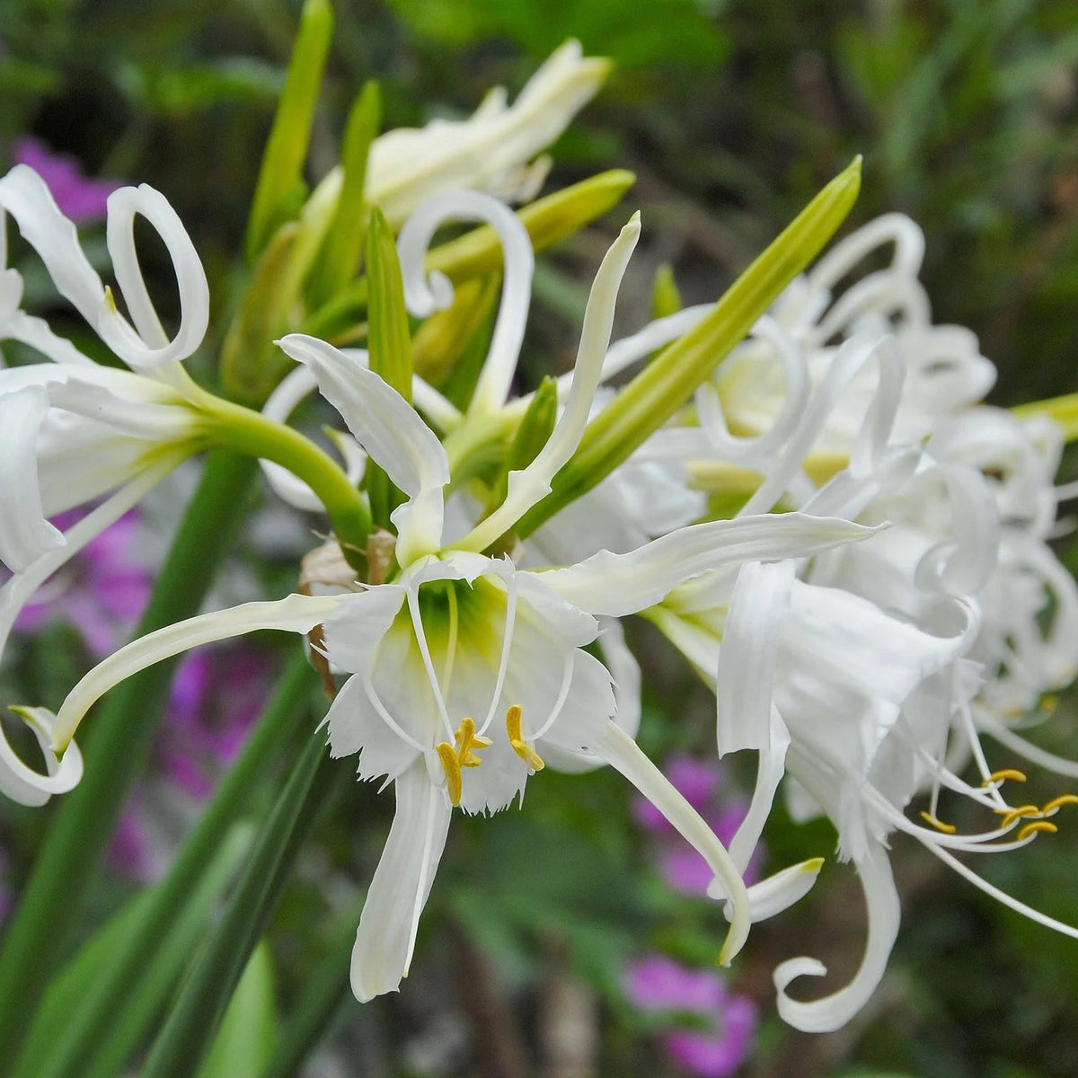 Ismène Festalis
