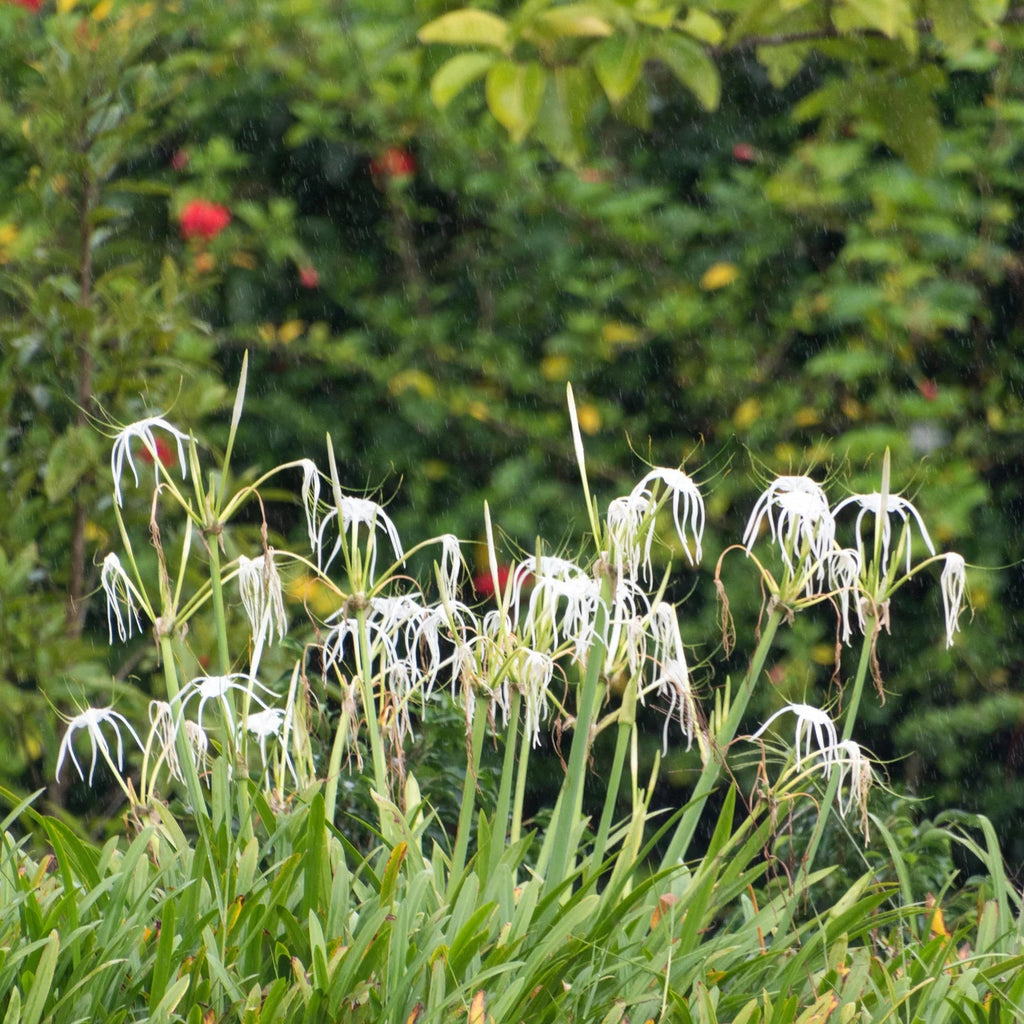 Ismène Festalis