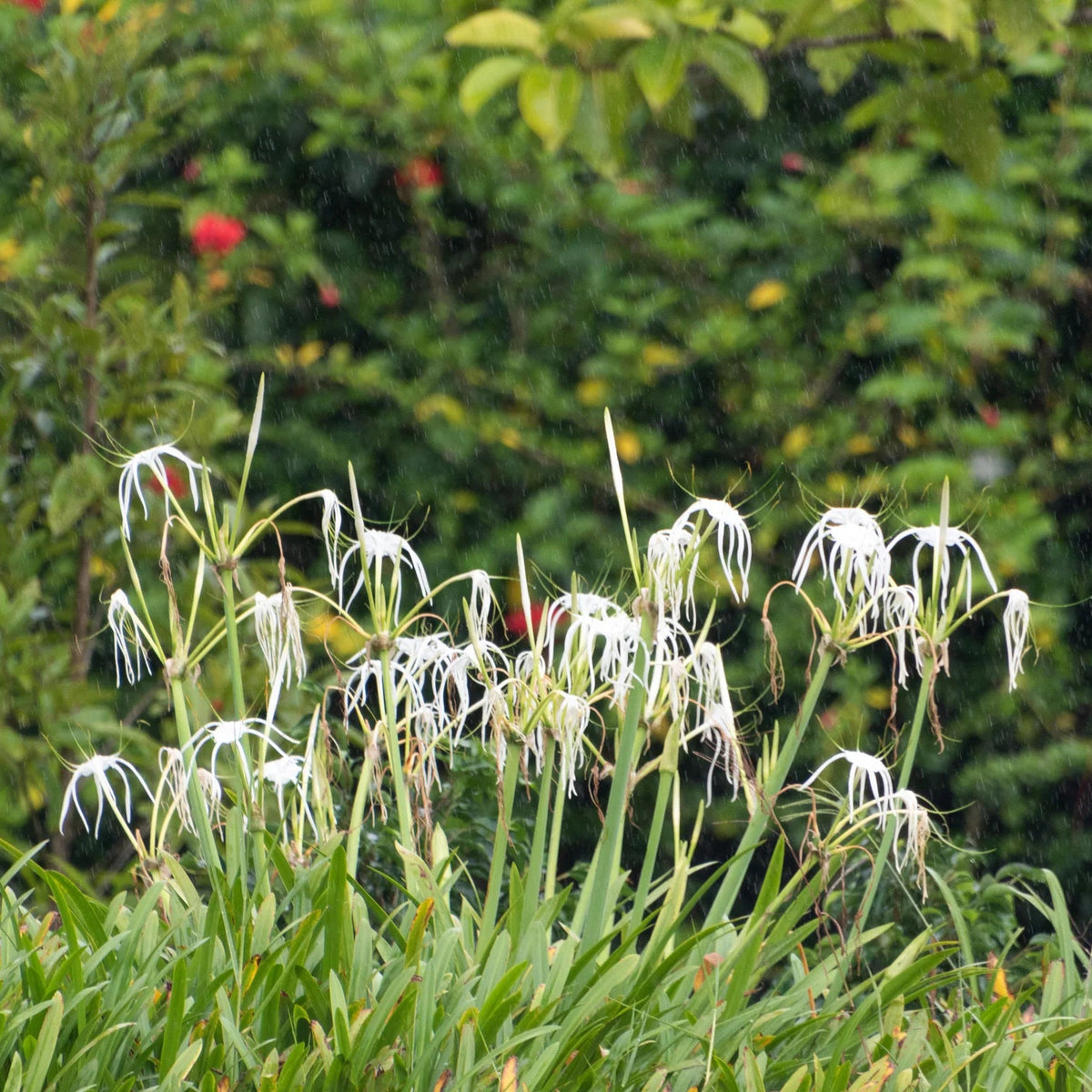 Ismène Festalis