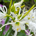 Ismene et Nerine