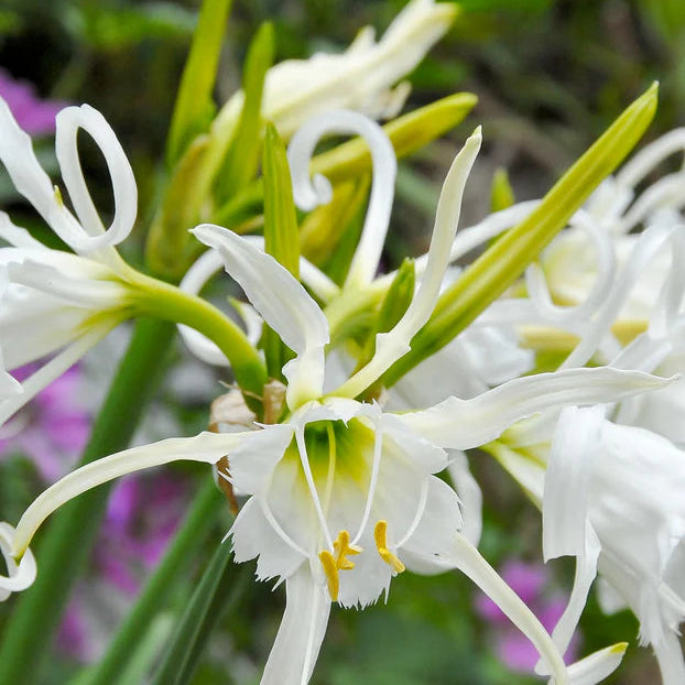 Ismene et Nerine