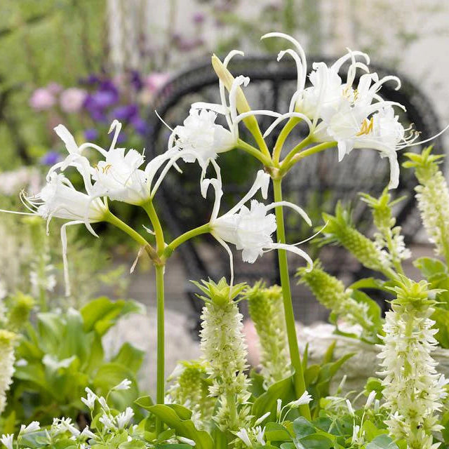 Ismene et Nerine