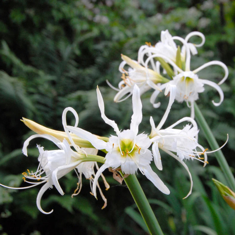 Ismene et Nerine