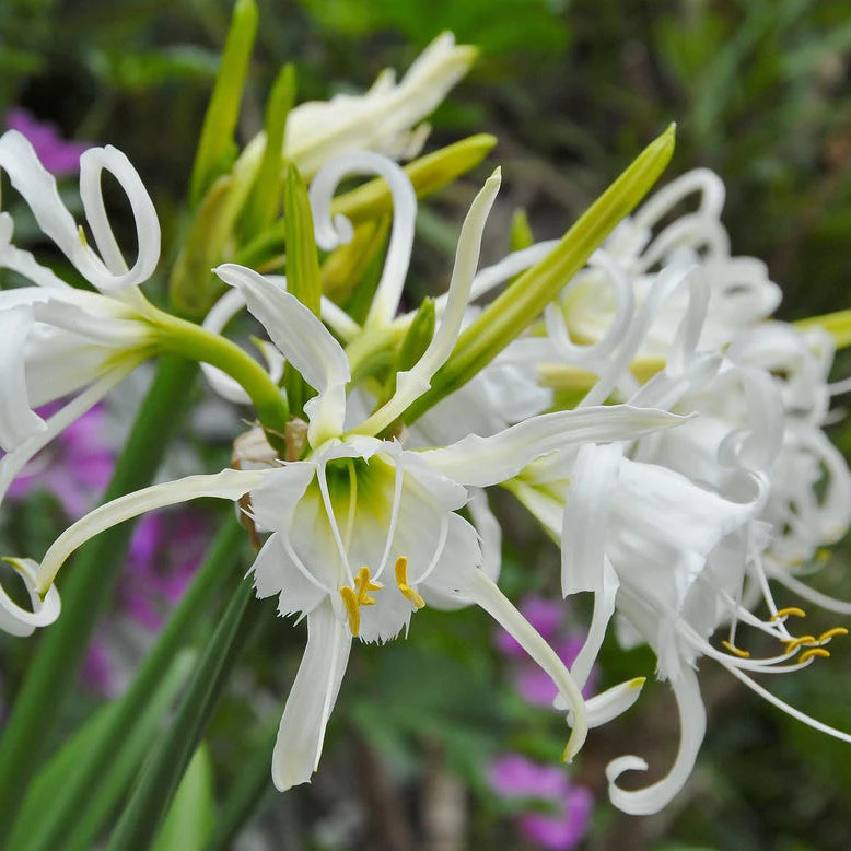 Ismene et Nerine
