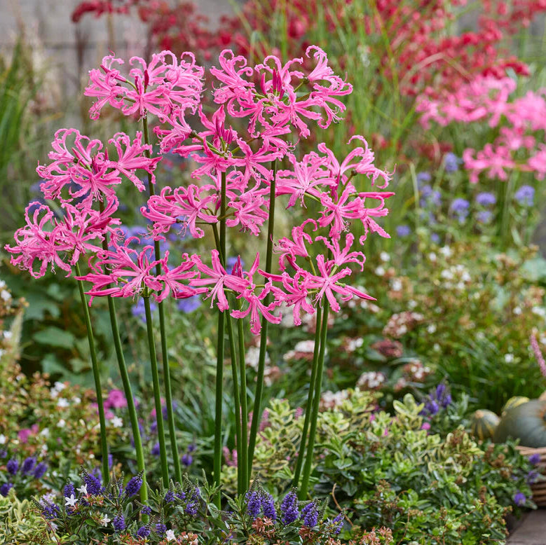 Ismene et Nerine