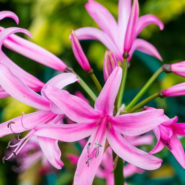 Ismene et Nerine