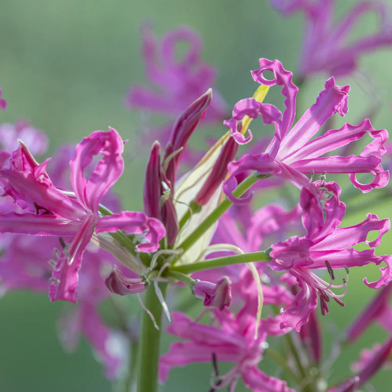 Ismene et Nerine