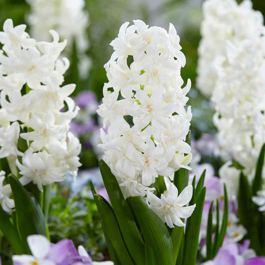 Jacinthe blanche