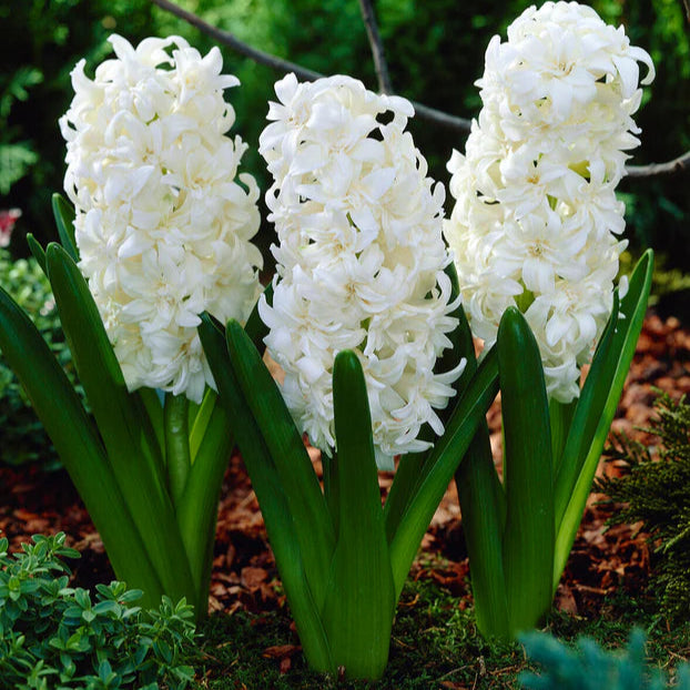Jacinthe blanche