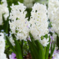 Jacinthe blanche