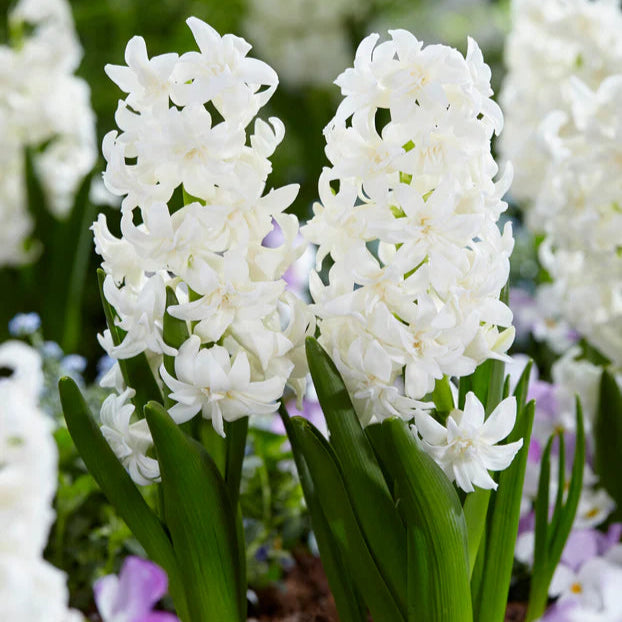 Jacinthe blanche