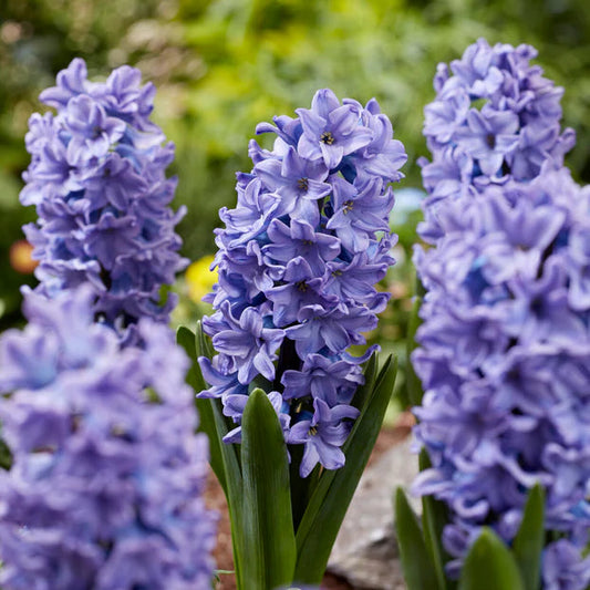 Jacinthe Bleu