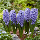 Jacinthe Bleu