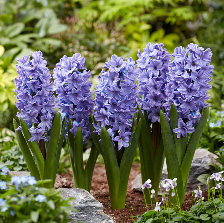 Jacinthe Bleu