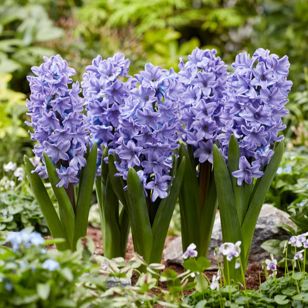 Jacinthe Bleu