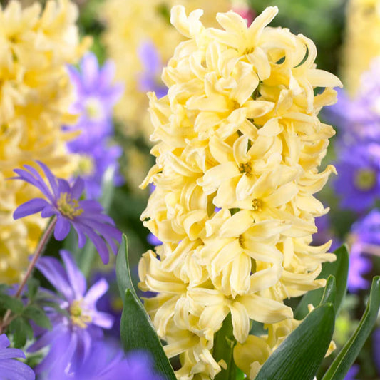 Jacinthe jaune