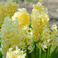 Jacinthe jaune