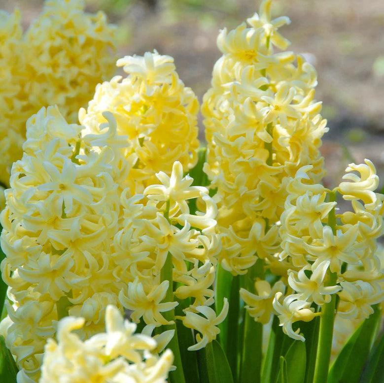 Jacinthe jaune