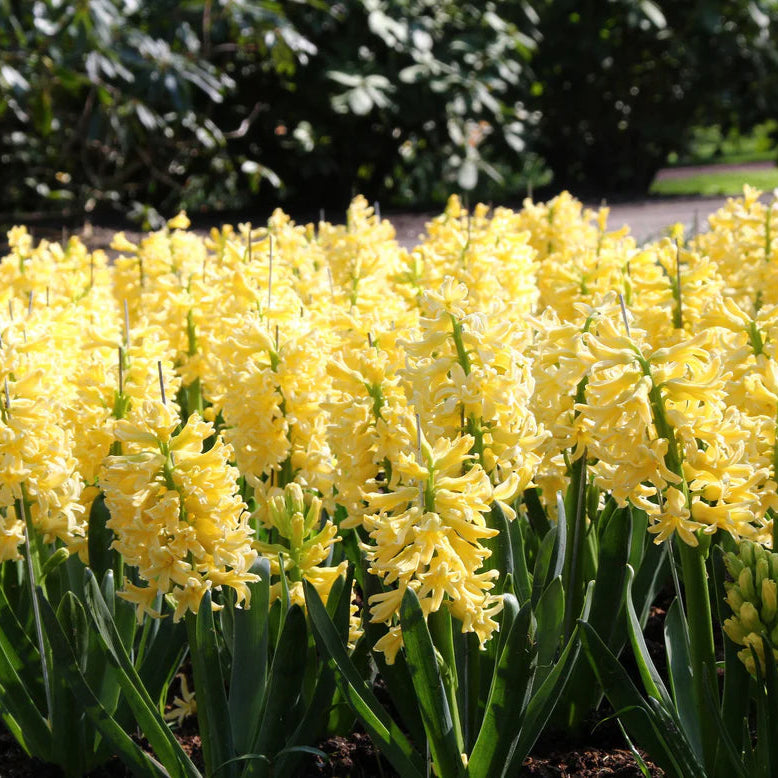 Jacinthe jaune