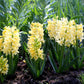 Jacinthe jaune